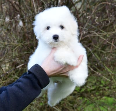 Les chiots de Coton de Tulear
