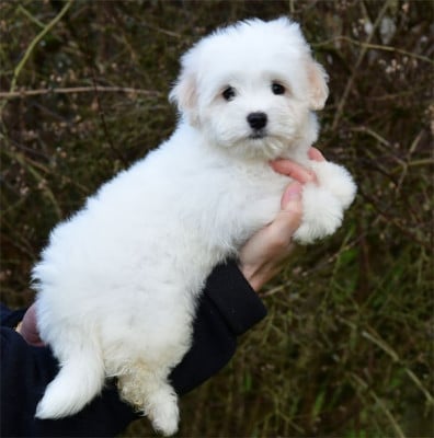 CHIOT 3 - Coton de Tulear