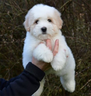CHIOT 4 - Coton de Tulear