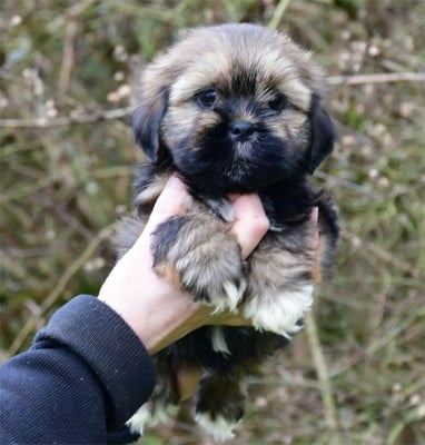 Les chiots de Lhassa Apso