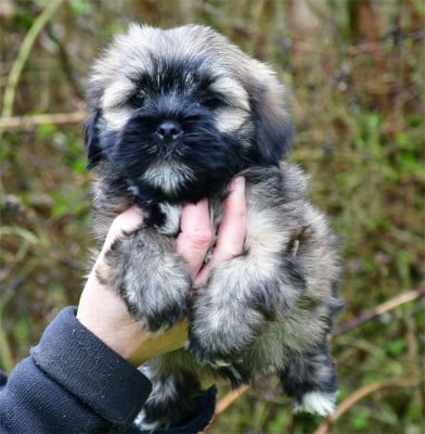 Les chiots de Lhassa Apso