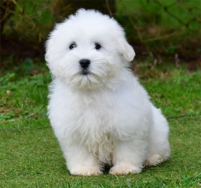 Les chiots de Coton de Tulear