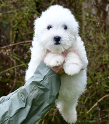 Les chiots de Coton de Tulear