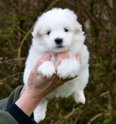 Les chiots de Coton de Tulear