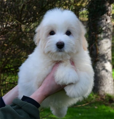 Les chiots de Coton de Tulear