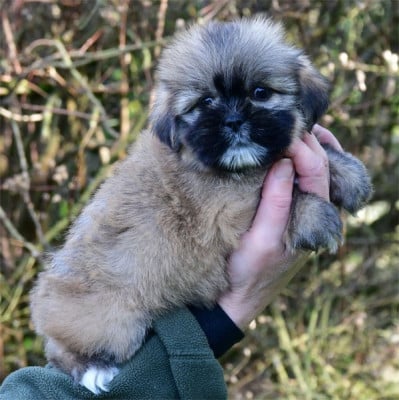 Les chiots de Lhassa Apso