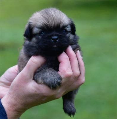Les chiots de Epagneul tibetain