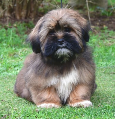 Les chiots de Lhassa Apso