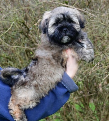 Les chiots de Lhassa Apso