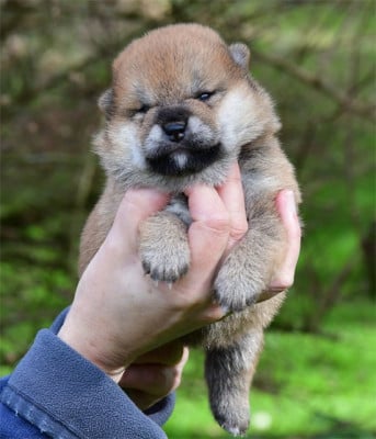 Les chiots de Shiba