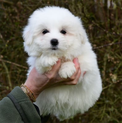 Les chiots de Coton de Tulear