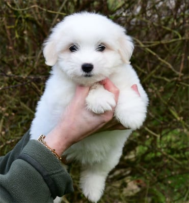 Les chiots de Coton de Tulear