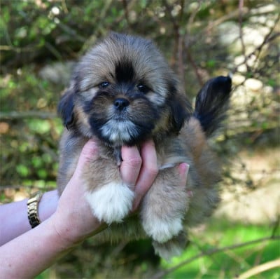 Les chiots de Lhassa Apso
