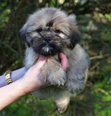 Les chiots de Lhassa Apso