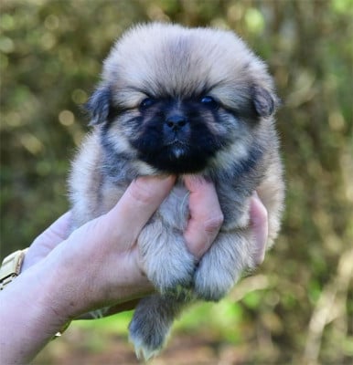 Les chiots de Epagneul tibetain