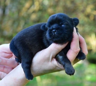 Les chiots de Epagneul tibetain