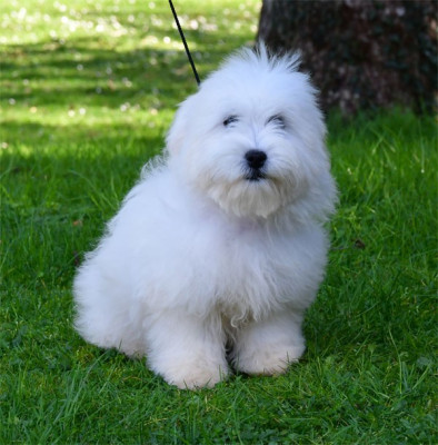 Les chiots de Coton de Tulear
