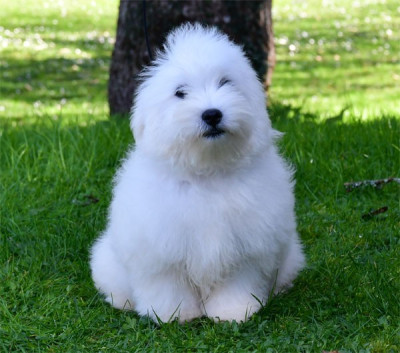 Les chiots de Coton de Tulear