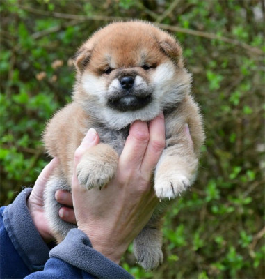 Les chiots de Shiba