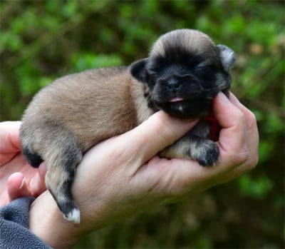 Les chiots de Epagneul tibetain