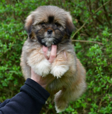 Les chiots de Lhassa Apso