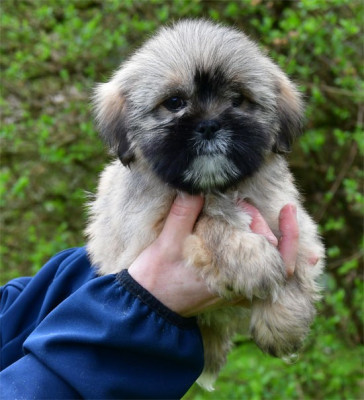 Les chiots de Lhassa Apso