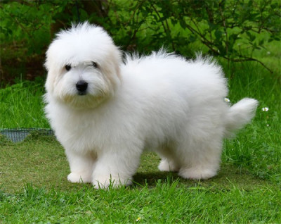 Les chiots de Coton de Tulear