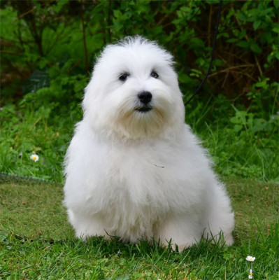 Les chiots de Coton de Tulear