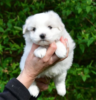 Les chiots de Coton de Tulear