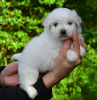 Les chiots de Coton de Tulear