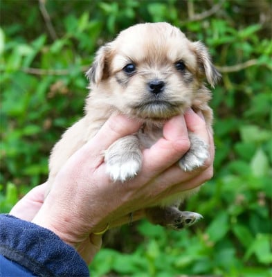 Les chiots de Epagneul tibetain
