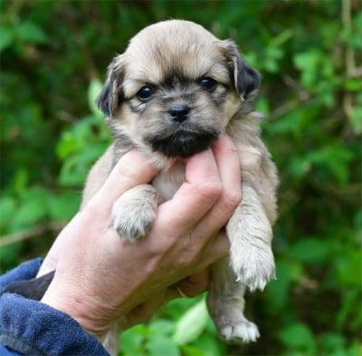 Les chiots de Epagneul tibetain