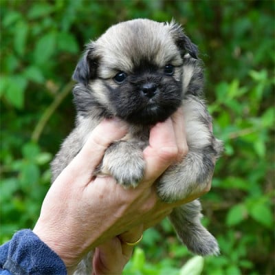 Les chiots de Epagneul tibetain