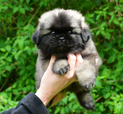 Les chiots de Epagneul tibetain