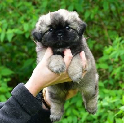 Les chiots de Epagneul tibetain