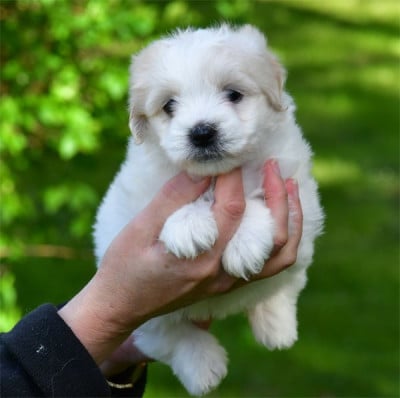 Les chiots de Coton de Tulear