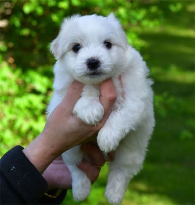 Les chiots de Coton de Tulear