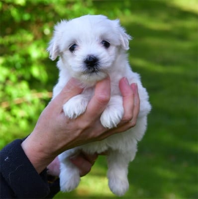 Les chiots de Coton de Tulear