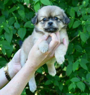 Les chiots de Epagneul tibetain