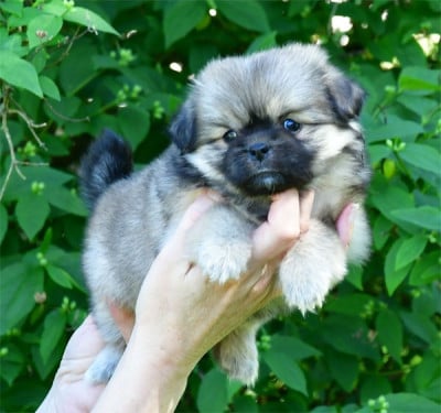 Les chiots de Epagneul tibetain