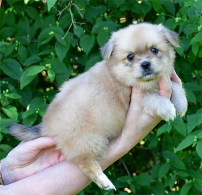 Les chiots de Epagneul tibetain