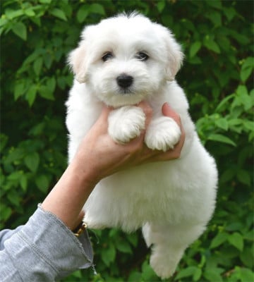 Les chiots de Coton de Tulear