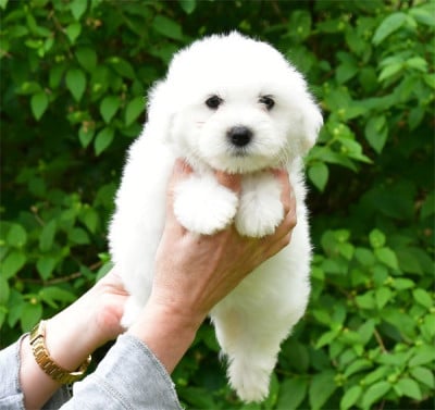 Les chiots de Coton de Tulear