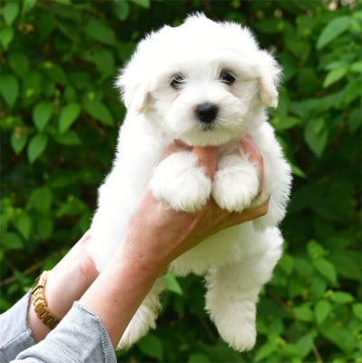 Les chiots de Coton de Tulear