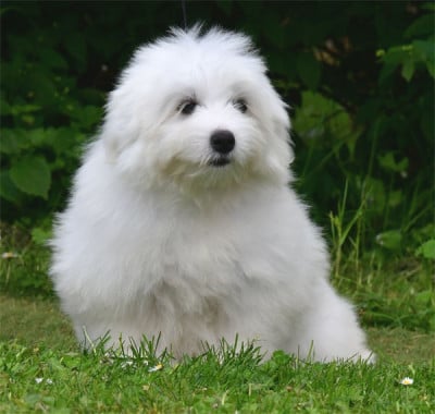 Les chiots de Coton de Tulear