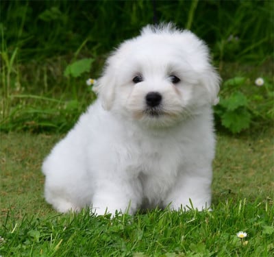 Les chiots de Coton de Tulear