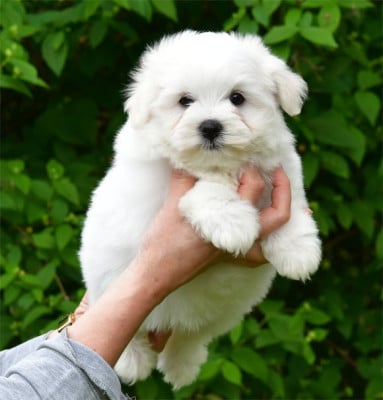 Les chiots de Coton de Tulear