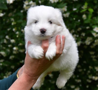 Les chiots de Coton de Tulear