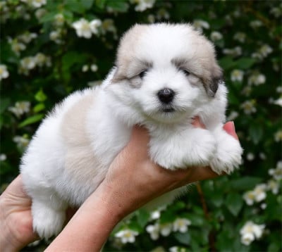 Les chiots de Coton de Tulear