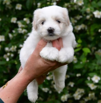 Les chiots de Coton de Tulear